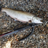 Troć Michała - 3,5 kg