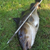 Langeland Cup 2019 -jeden z największych dorszy wyprawy