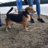 Kibicują nie tylko ludzie...