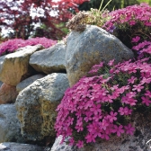 Langeland CUP 2017 - DANIA_15