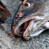 Langeland CUP 2017 - DANIA_16