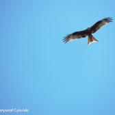 Langeland CUP 2017 - DANIA_1