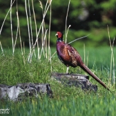 Langeland CUP 2017 - DANIA_20