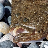 Langeland CUP 2017 - DANIA_21