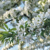 Langeland CUP 2017 - DANIA_5