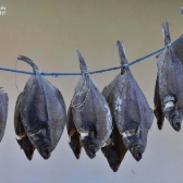 Langeland CUP 2017 - DANIA_8